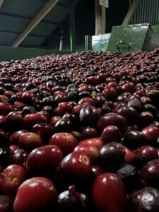 丸美珈琲店：コスタリカ ヴェレダ農園 ルナネグラ ブラックウォッシュト