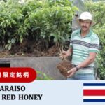 丸美珈琲店:コスタリカ パライソ農園 H17 レッドハニー