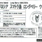 カフェ ランバン:インドネシア スマトラ島 ロングベリー ウマズラ