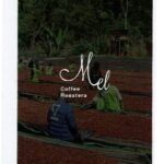 Mel Coffee Roasters:エチオピア ウォルカ ウォッシュト