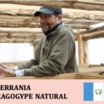 丸美珈琲店:グアテマラ セラニア農園 マラゴジッペ ナチュラル