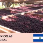 丸美珈琲店:エルサルバドル サン・ニコラス農園 ナチュラル