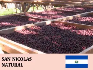 丸美珈琲店：エルサルバドル サン・ニコラス農園 ナチュラル