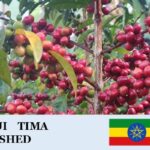 丸美珈琲店：エチオピア ティマ ウォッシュト