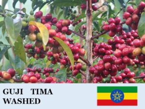 丸美珈琲店:エチオピア ティマ ウォッシュト