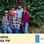 丸美珈琲店：グアテマラ カノア農園 ゲイシャ フリーウォッシュト