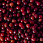 コスタリカのコーヒー生産地域とその特徴：ブルンカ