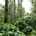 コスタリカのコーヒー生産地域とその特徴：グアナカステ