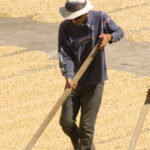 コスタリカのコーヒー生産地域とその特徴：トレス・リオス