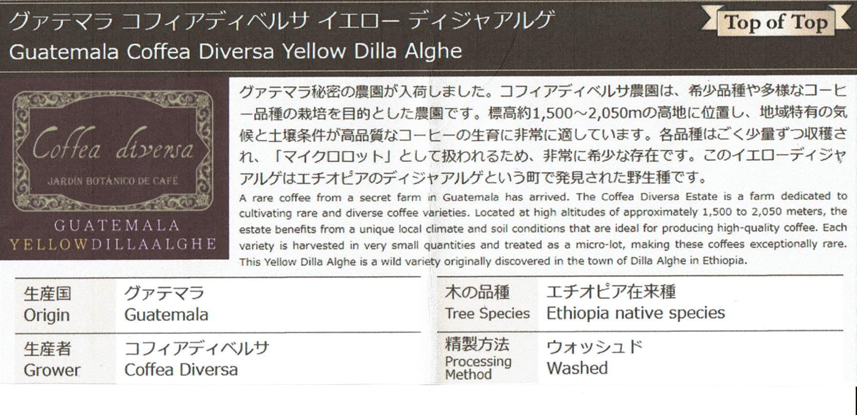 カフェ ランバン:グアテマラ コフィア・ディベルサ イエロー・ディジャアルゲ