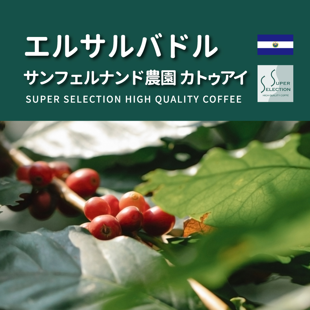 可否茶館:エルサルバドル サンフェルナンド農園 カトゥアイ